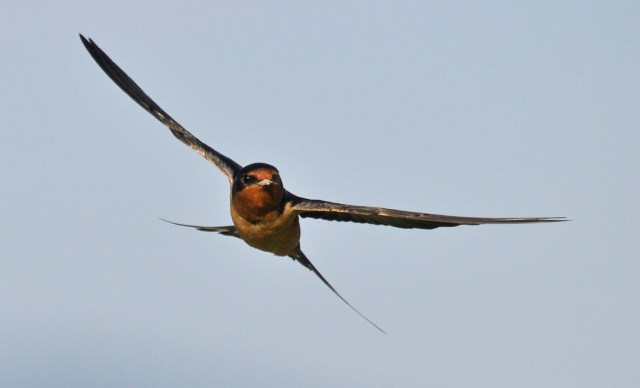 next-door nature, urban wildlife, suburban wildlife, barn swallow