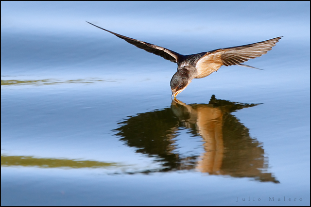 next-door nature, urban wildlife, suburban wildlife, barn swallow