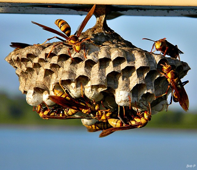 next-door nature, wasp, paper wasp, wasp nest