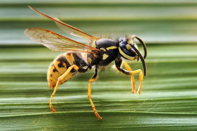 next-door nature, wasp, yellowjacket