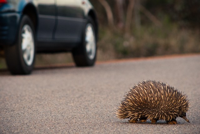 next-door nature, urban wildlife, echidna
