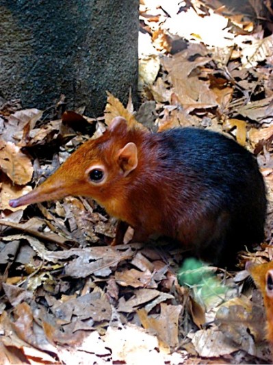 next-door nature, urban wildlife, elephant shrew