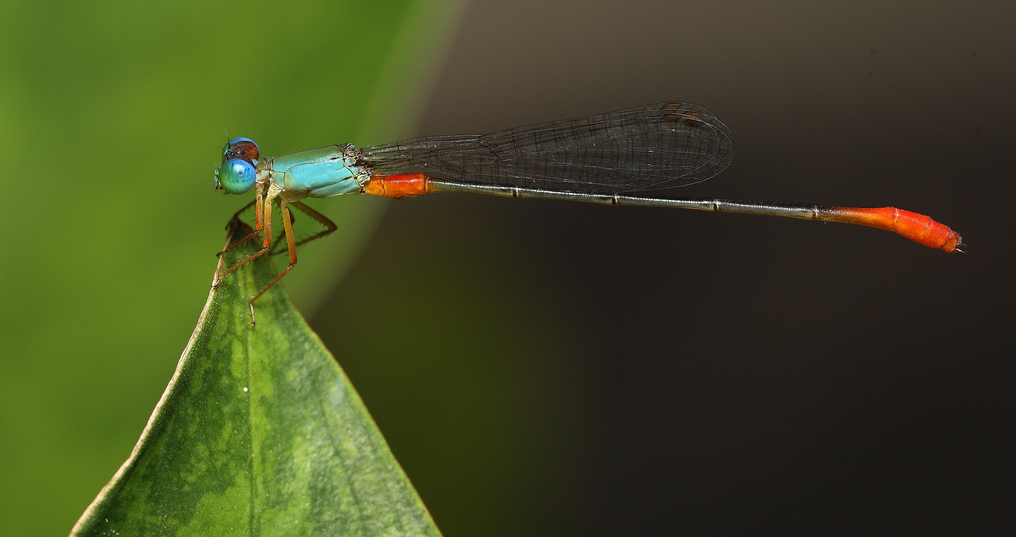 damsel fly at rest, Next-Door Nature, urban wildlife
