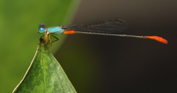 damsel fly at rest, Next-Door Nature, urban wildlife