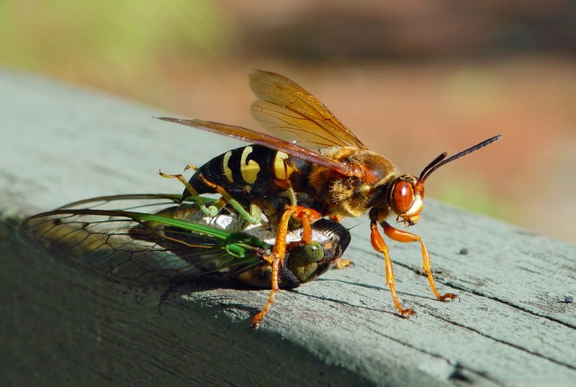 cicada killing wasp by Steve Krichten 2003 CCL