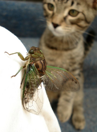 Theo's friend by Phlora 2007 CCL