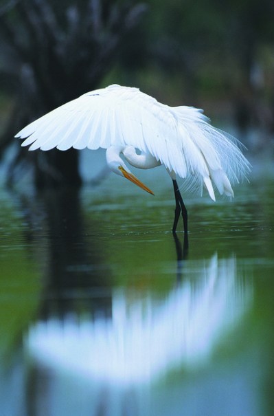 great egret by VisitCentralFL, CCL
