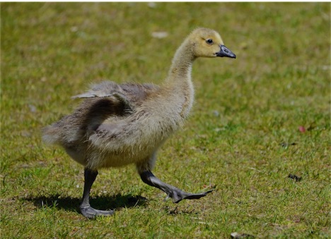 big feet by Pam P Photos, CCL