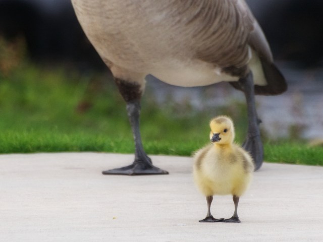downy canada gosling by Ingrid Taylar (CCL)