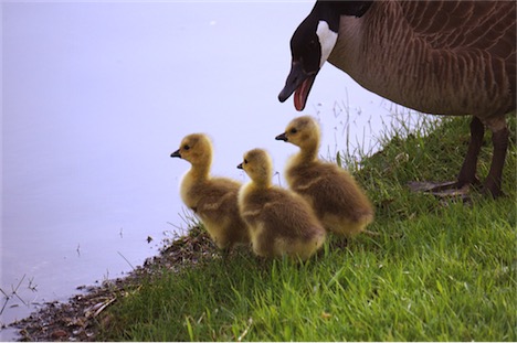 drill sergeant by rachel kramer, ccl