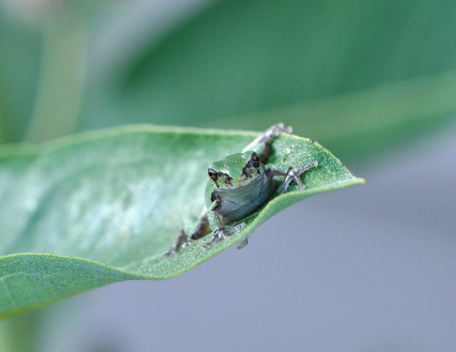 eastern gray treefrog by USFWSmidwest, CCL