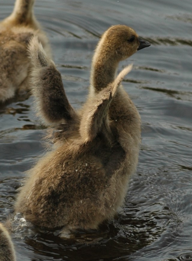 flapping gosling by Jeremiah John McBride, CCL