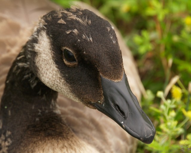 gosling chin-strap by Eric Bégin, CCL