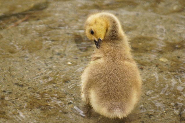 preening by Tjflex2, CCL