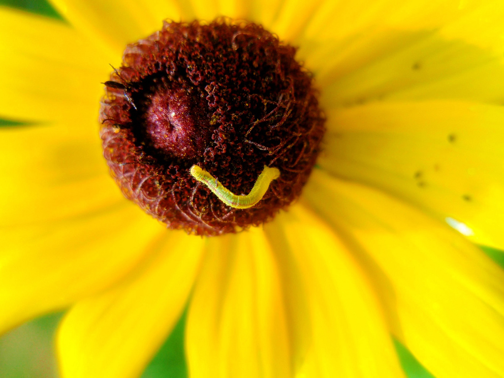 Inchworm on a Black-eyed Susan by by Diane CordellCC BY-NC-ND 2.0