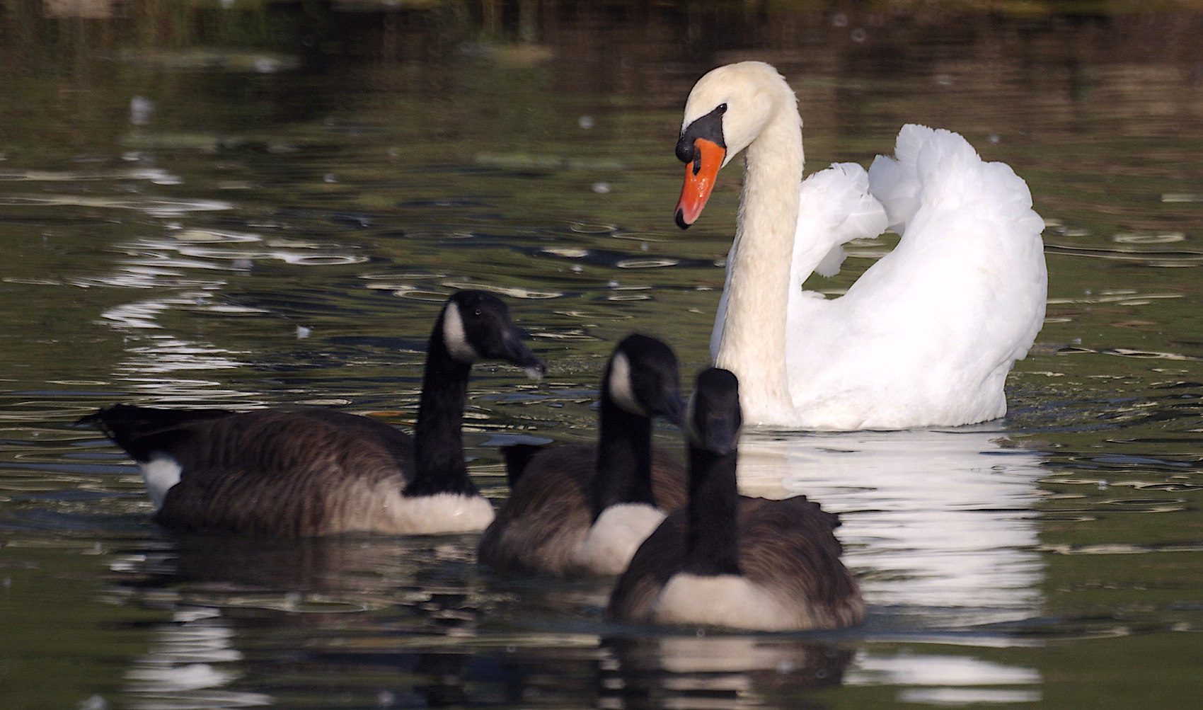 mute-swan-and-canada-geese-by-