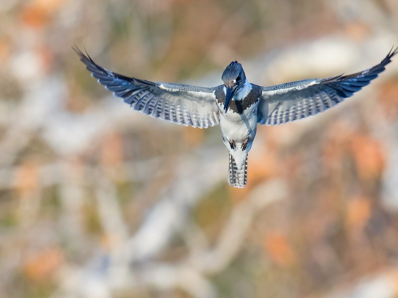 belted kingfisher bird hovering before a dive