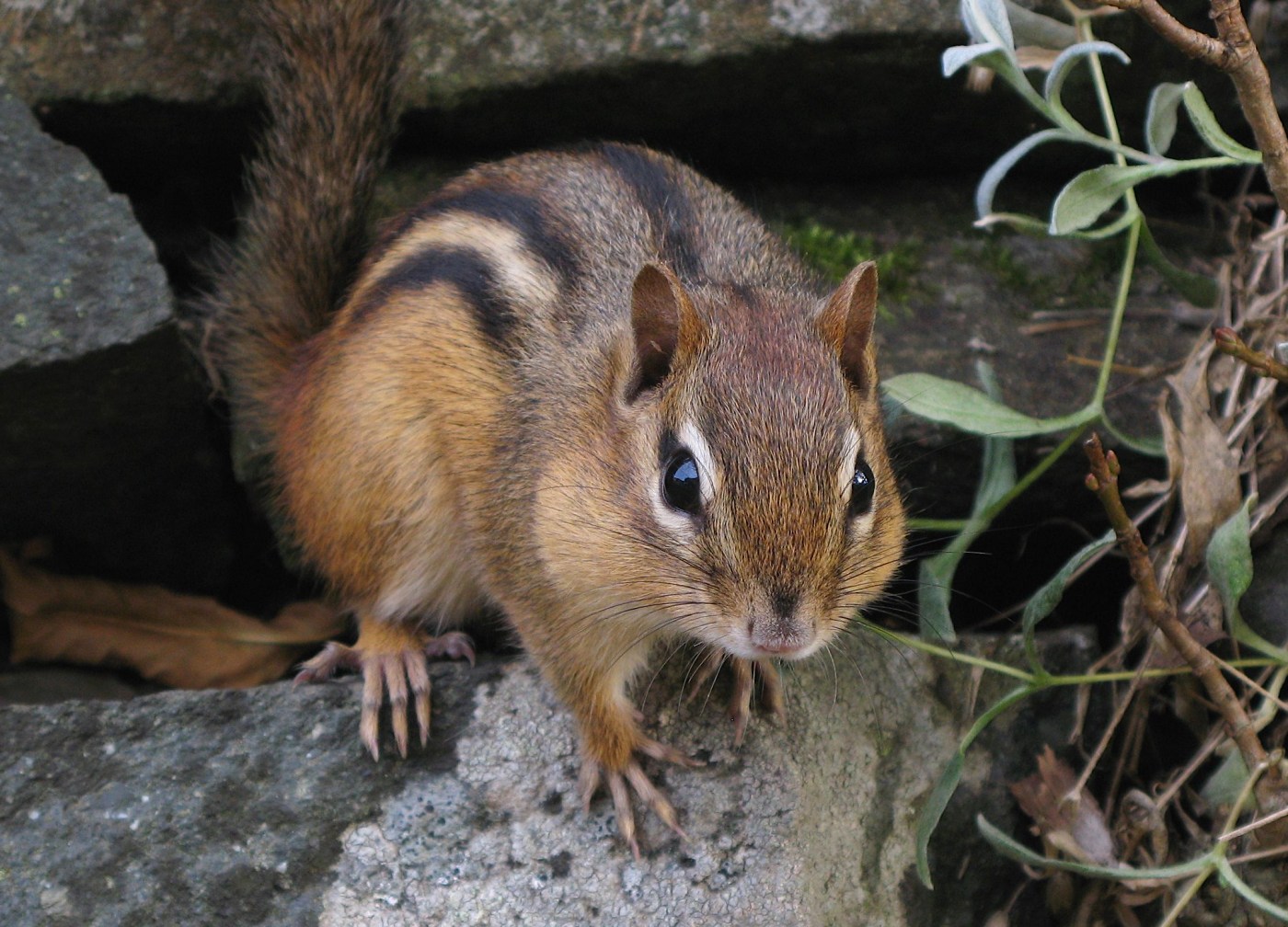 eastern chipmunk photo by gilles gonthier, ccl-by-2.0