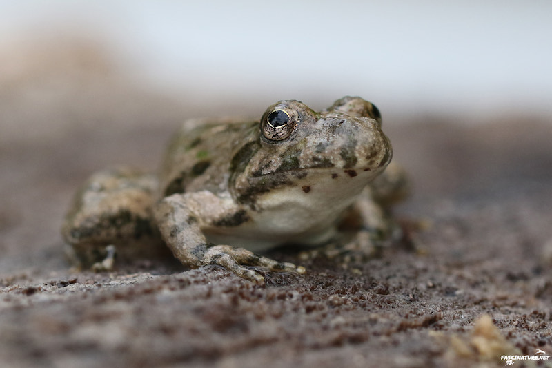 Blanchard's Cricket Frog by Bob Ferguson, used with permission