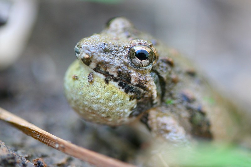 Blanchard's Cricket Frog by denny henke, ARR