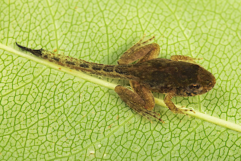 blanchards-cricket-froglet-by-kory-roberts-arr