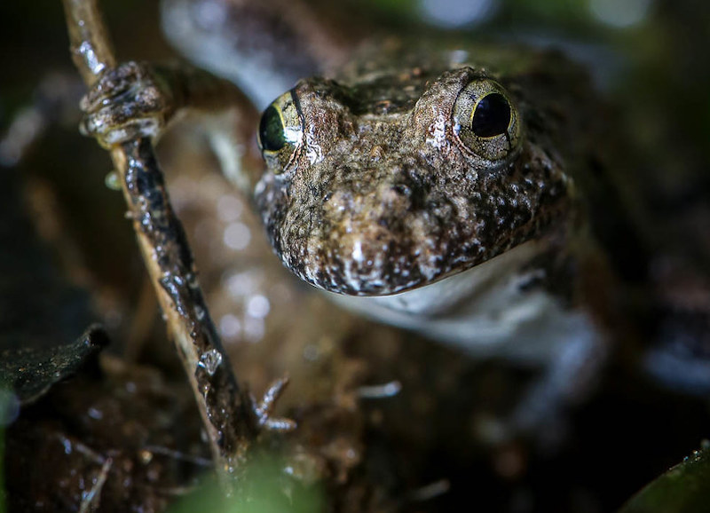 cricket frog by Dave Huth, ccl-by-nc-2.0