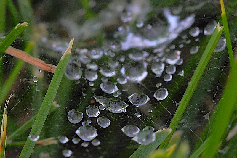 dewy grass spider web by Joshua Allen, ccl-by-nc-nd-2.0