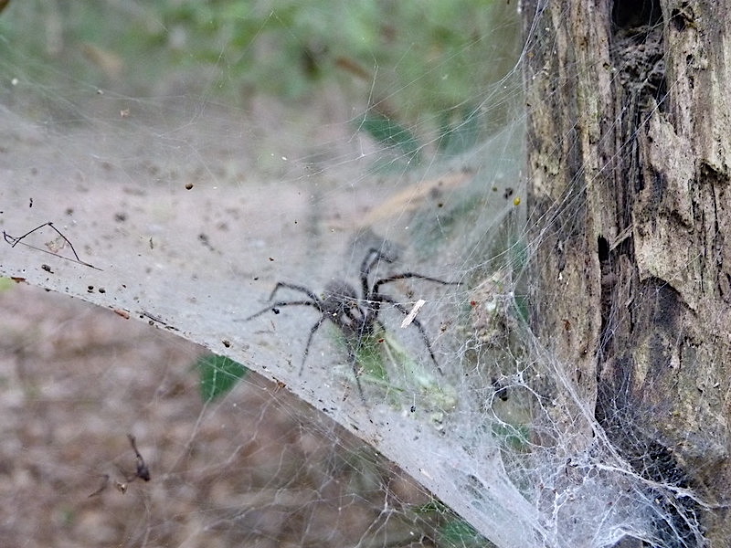 grass spider (Agelenopsis naevia) by Kara Jones, ccl-by-nc-2.0