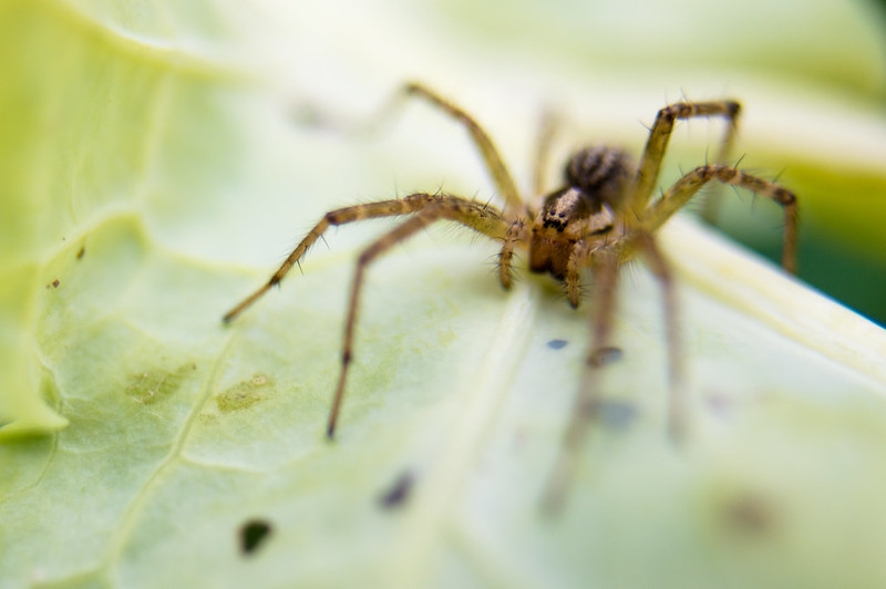 grass spider by Tina Vance, ccl-by-nc-nd-2.0