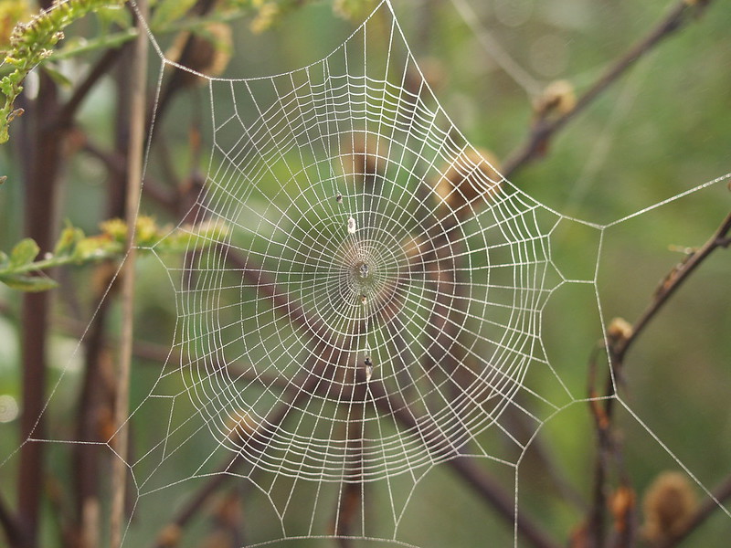 radial spider web by Douglas Mills, ccl-by-nc-nd-2.0