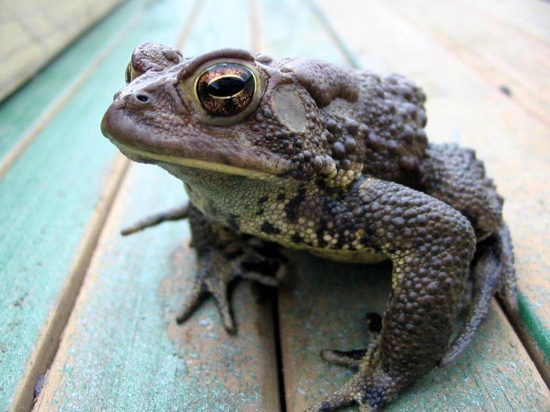 Adult American toad on stained wood boards by Kerry Wixted, cc by 2.0
