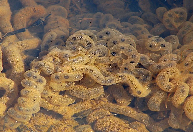 American toad eggs, photo by Vicki DeLoach, CC BY-NC-ND 2.0