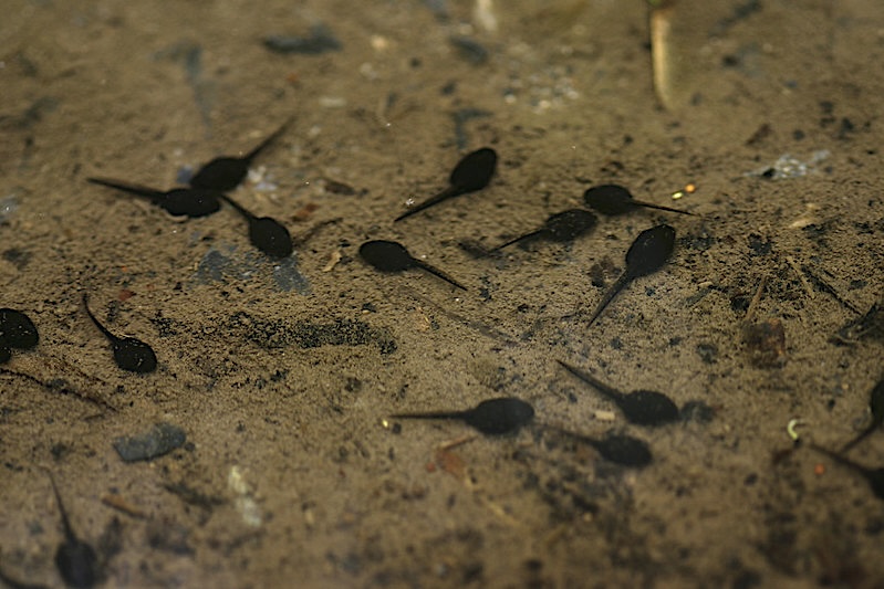 American Toad tadpoles by Brian Gratwicke, CC BY-NC 2.0