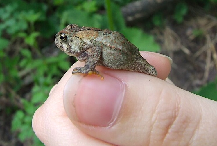 Subadult American toad sitting on a human thumb, photo by Emily Kloosterman, Creative Commons License