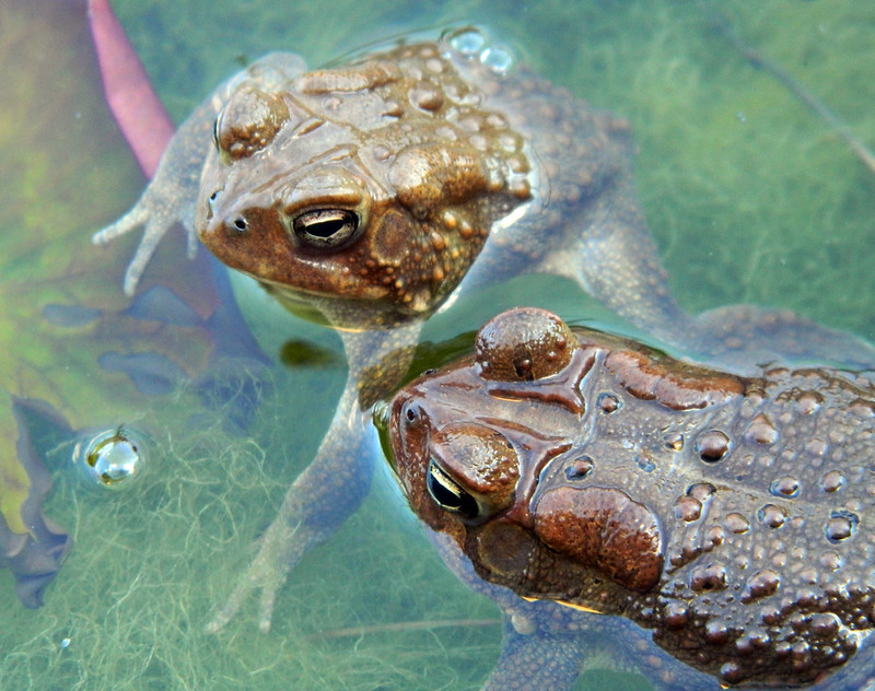 American toads semi-submerged in water by Dani Tinker, cc-by-nc 2.0