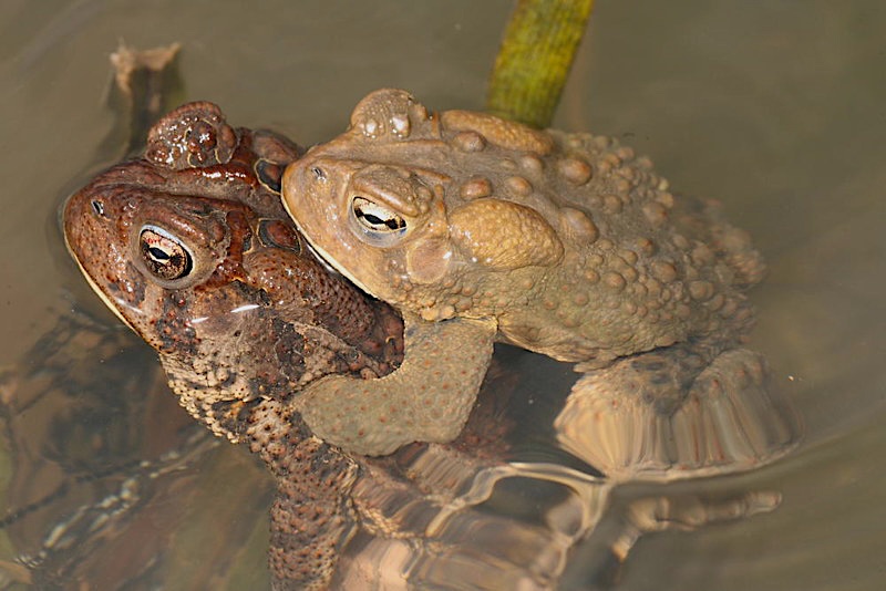 American toads mating by DaveSpier CC BY-NC-SA 2.0
