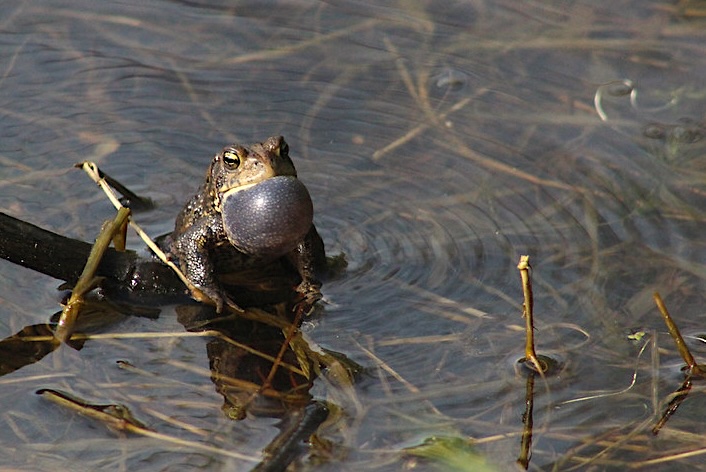 Male American toad calling by USFWS Midwest Region, Public Doman