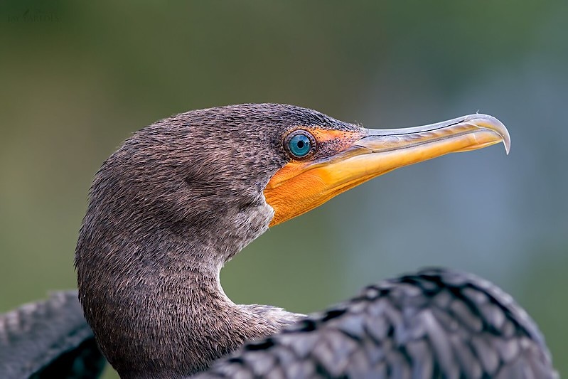 Juvenile double-crested cormorant by Jay Paredes, all rights reserved, used with permission