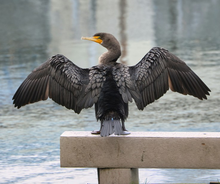 Double-crested cormorant drying its wings by Townsend Walton on unsplash