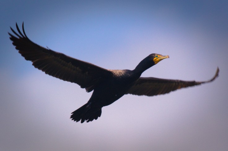 Double-crested cormorant in flight by Avian Photography on Unsplash