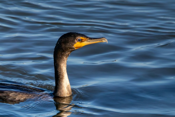 Double-crested cormorant swimming by Chris Mclaughlin on Unsplash