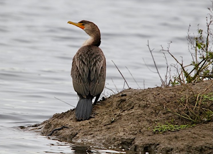 Juvenile double-crested cormorant standing on the water's edge by Anish Lakkapragada on Unsplash