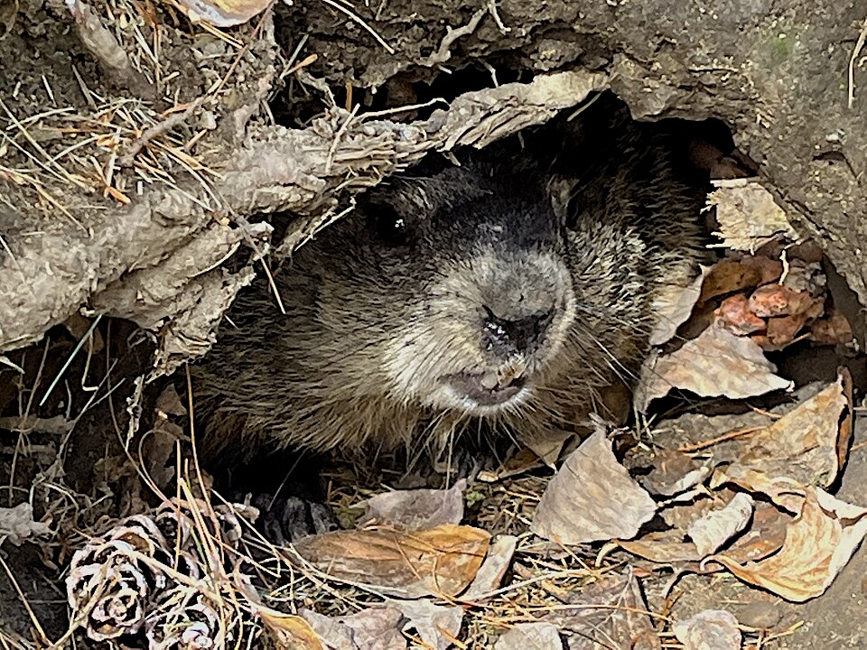 Agitated groundhog in its burrow by EleetCanoe, CC Share Alike 4.0International