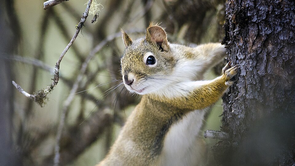 American red squirrel hanging on to the trunk of a tree by Jakub Fryš, CC Share Alike 4.0 International.
