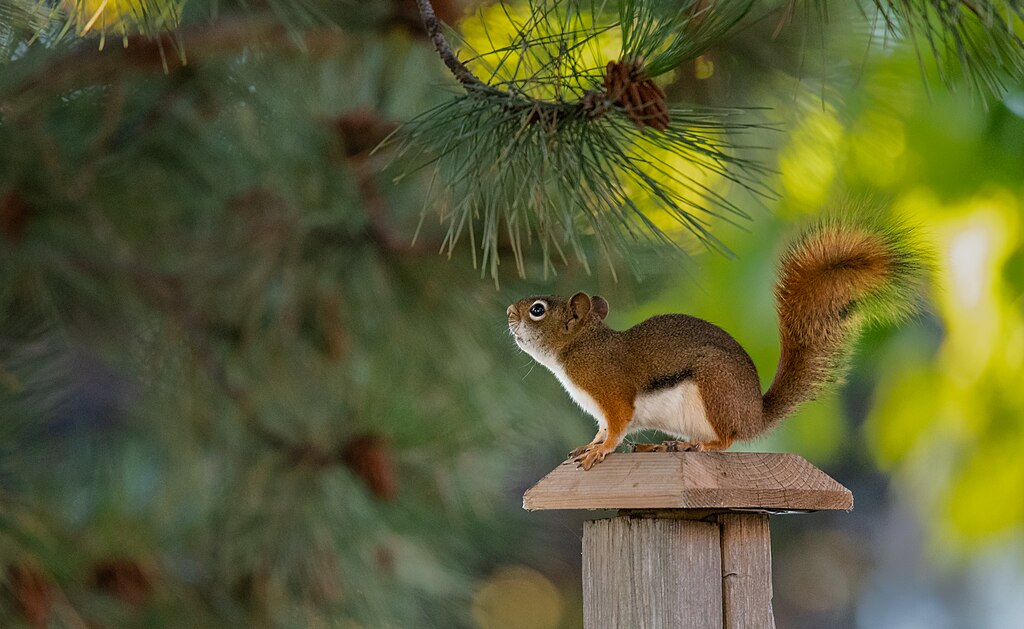 American red squirrel standing on the top of a wood post beneath a pine tree. Photo by Mustang Joe, CC0 1.0 Universal Public Domain Dedication