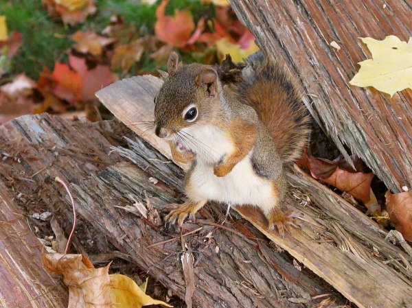 American red squirrel standing upright and looking like its itching for a fight by Gilles Gonthier, CC 20 Generic