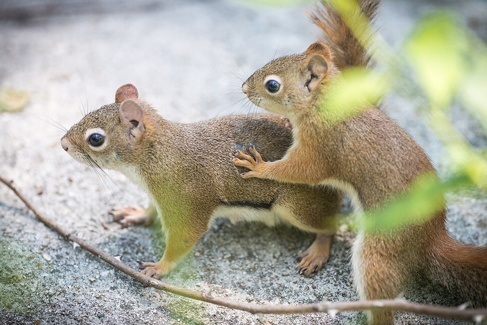 Two American red squirrels interacting by Eric Kilby, CC Share Alike 2.0 Generic.