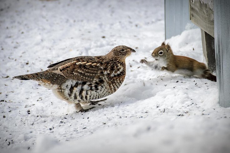 American red squirrel disputing a ruffed grouse's claim to bird seed on snow-covered ground, by The Real Kam75, Creative Commons Attribution-Share Alike 2.0 Generic.jpg