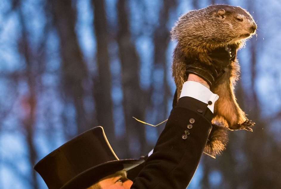 The official Groundhog Day rodent, Punxsutawney Phil, looking sleepy as he's held aloft for the crowd to see, by Chris Flook, CC Share Alike 4.0 International