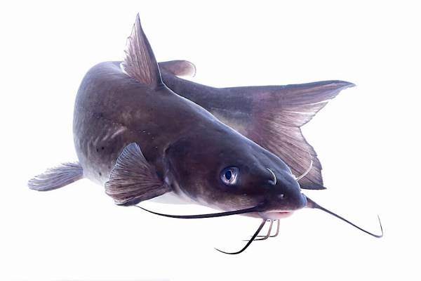 Image of channel catfish against a white background by USFWS Mountain Prairie, public domain